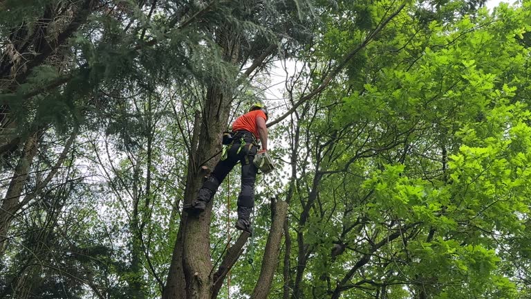 Best Tree Cabling and Bracing  in Bedminster, NJ